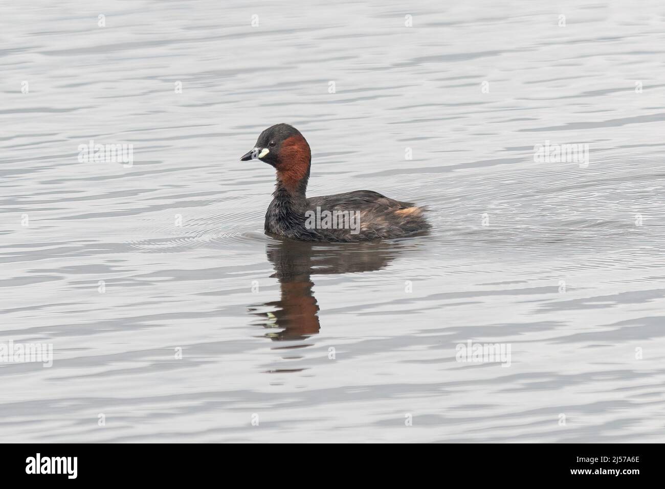 Petit grèbe (Tachybaptus ruficollis) nageant sur l'étang, également appelé dabchick, Royaume-Uni Banque D'Images