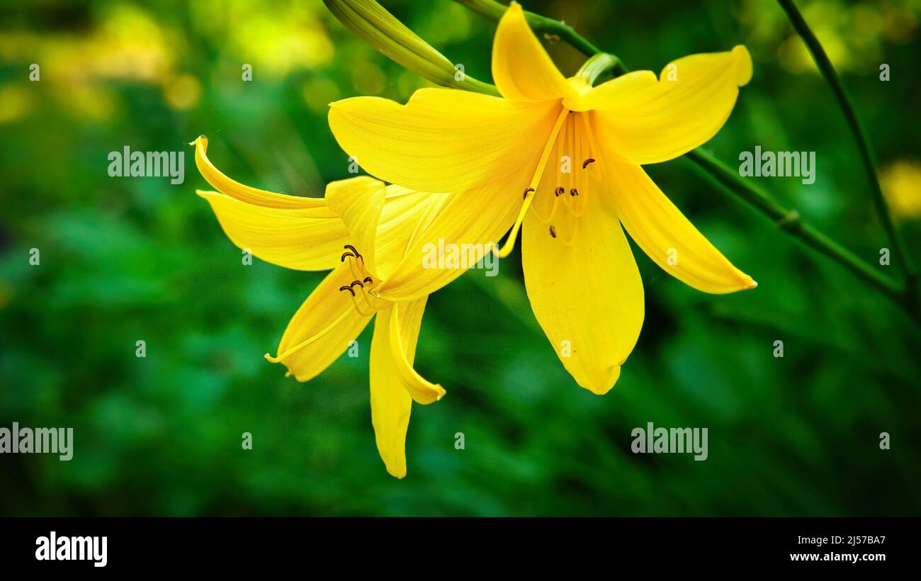 magnifique nénuphar jaune avec beau bokeh. Les feuilles vertes complètent l'harmonie des couleurs. Photos de fleurs. Photo de la nature. Banque D'Images