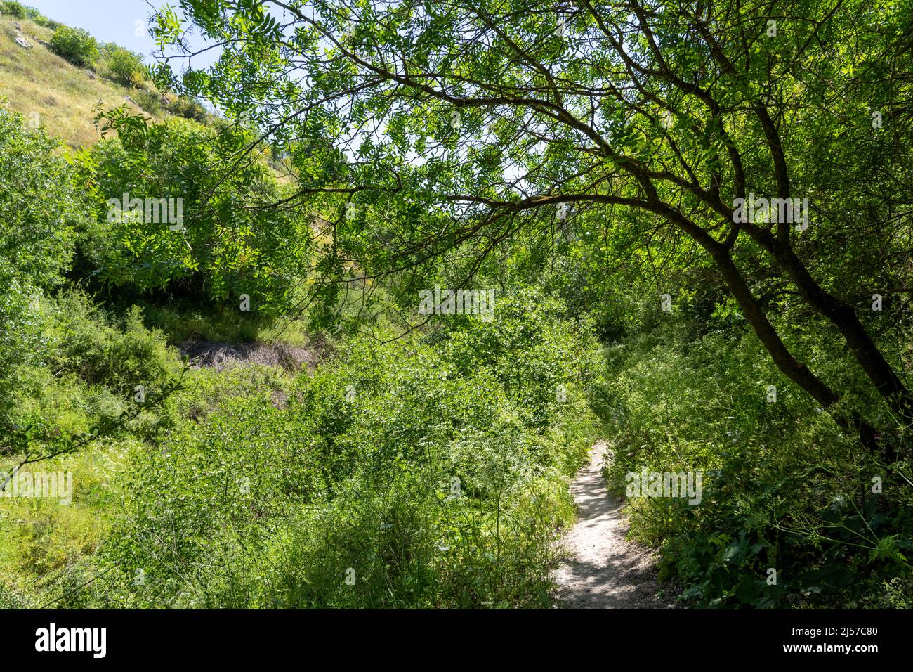 bosquet méditerranéen sur les hauteurs du Golan Banque D'Images