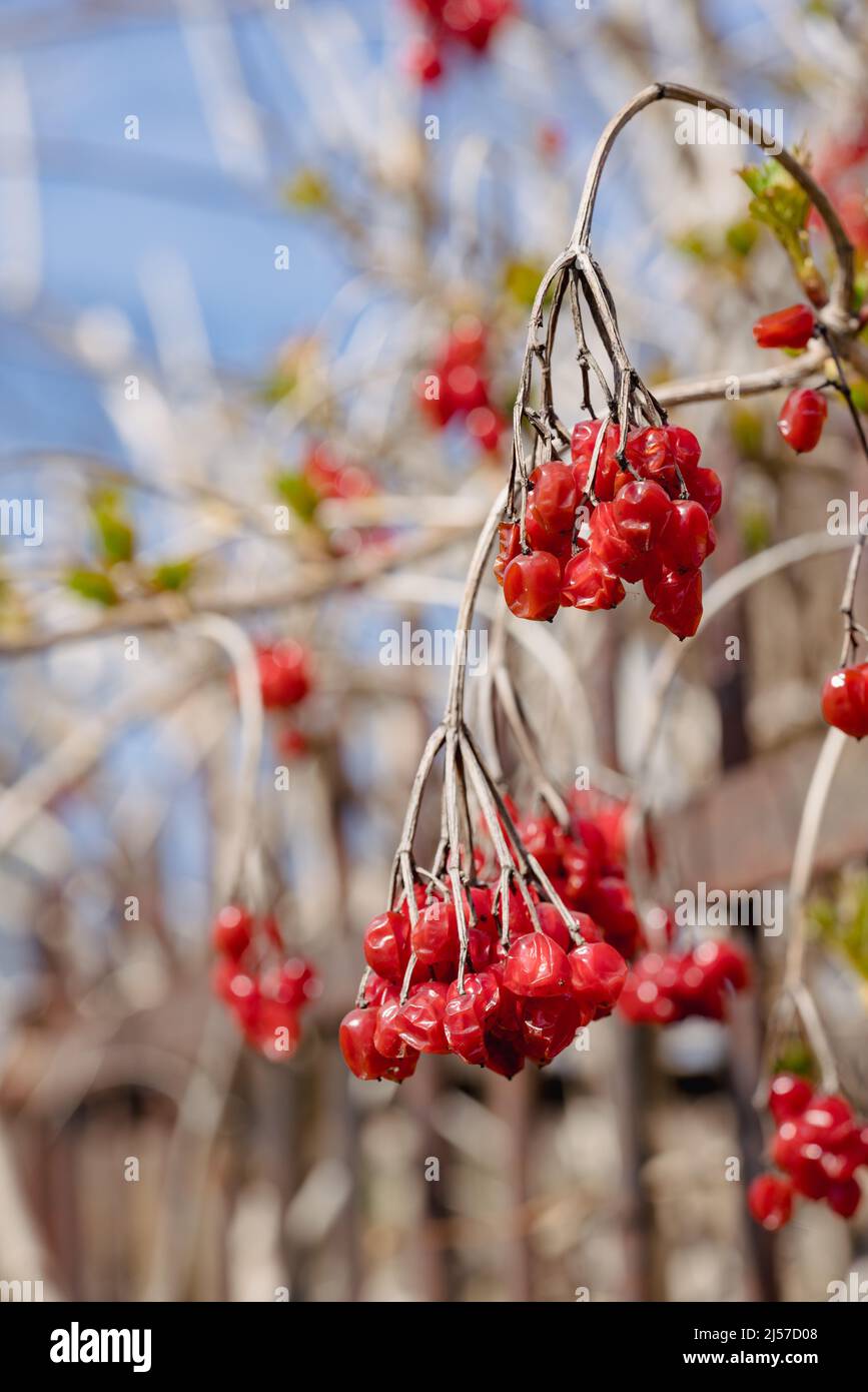 Branche de baies de rose de guelder rouge pendant l'hiver. Arrière-plan avec espace de copie. Symbole ukrainien traditionnel. Mise au point sélective, image verticale Banque D'Images