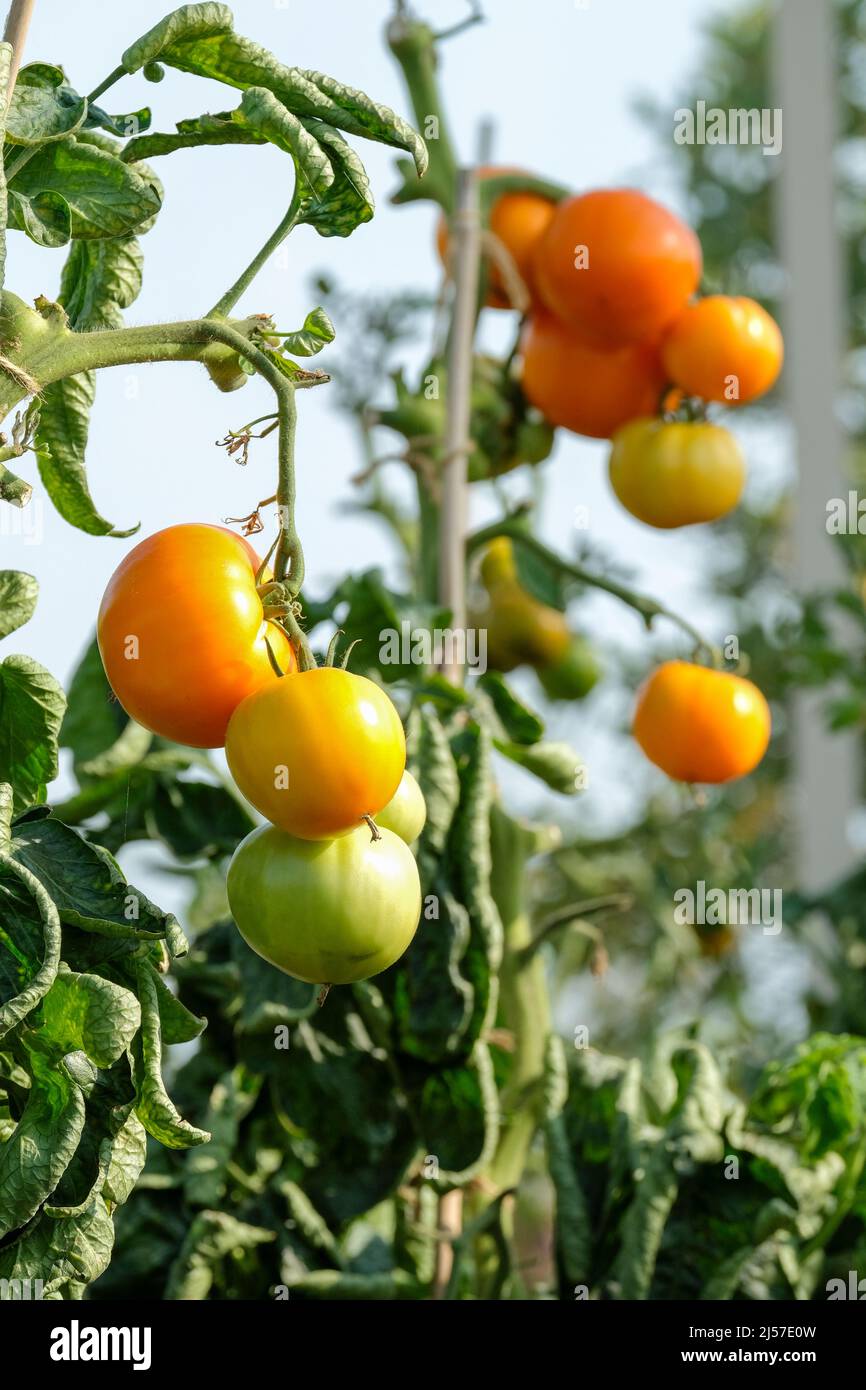 Solanum lycopersicum 'Orange Wellington', Tomato 'Orange Wellington'. Fruits poussant sur la vigne Banque D'Images