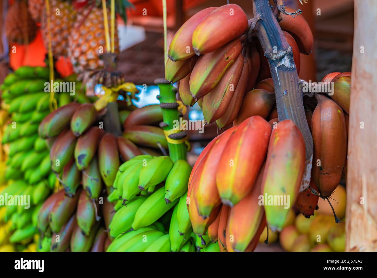 Différents types de bananes pendent sous le toit du magasin de rue à Zanzibar, Tanzanie. Banque D'Images