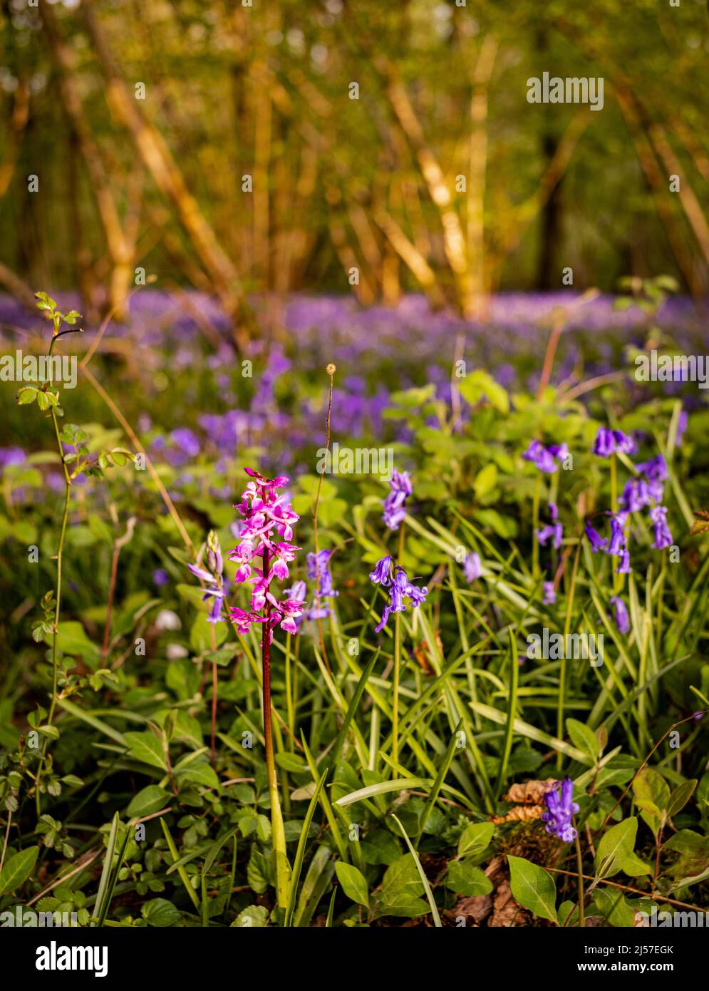 Une Orchidée pourpre précoce (Orchis mascula) pousse parmi les cloches britanniques (jacinthoides non-scripta) dans les bois de West Sussex, Angleterre, Royaume-Uni. Banque D'Images