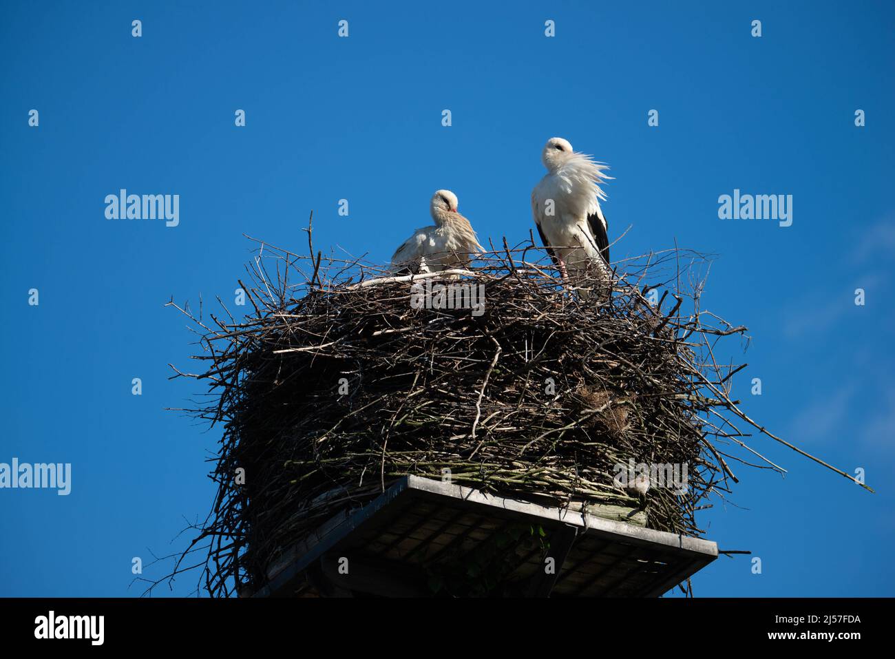 Cigognes assis dans un nid fait de branches au sommet d'un pôle d'énergie. C'est une journée ensoleillée. Le ciel est clair. Banque D'Images