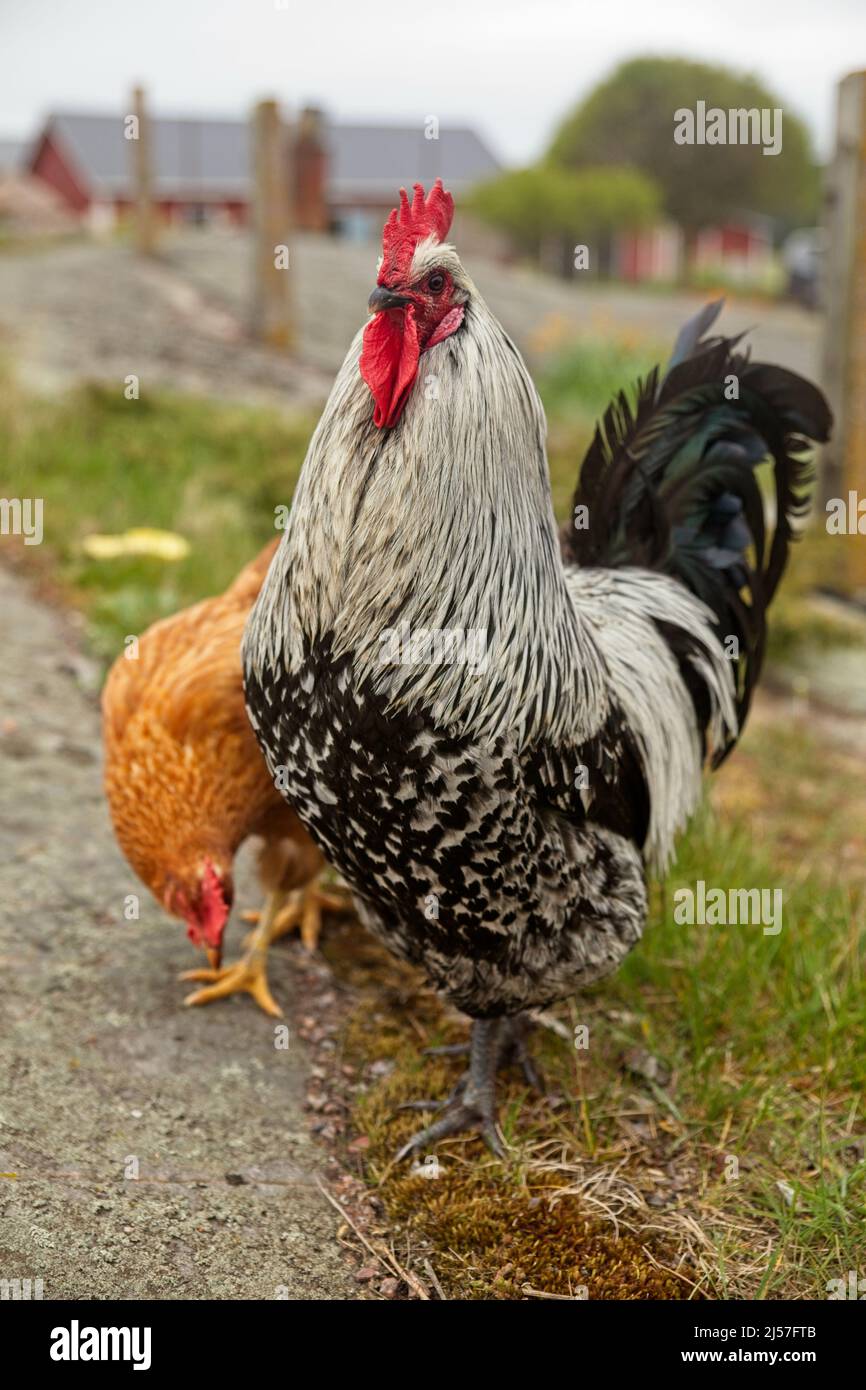 Coq et poule au sol de la ferme. Banque D'Images