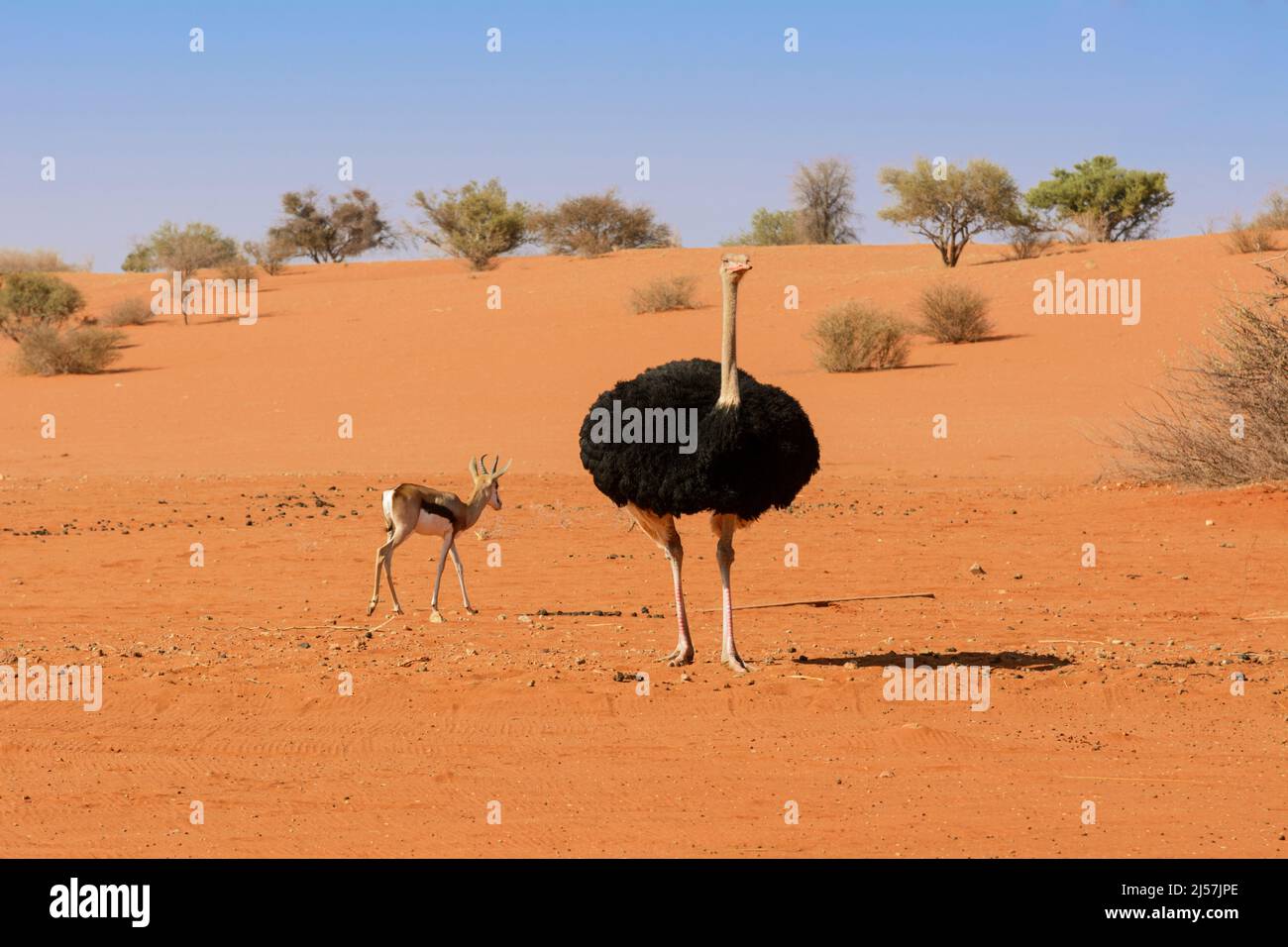 Un autruche (Struthio camelus) et un antilope de printemps (Antidorcas marsupialis) marchant dans le désert de Kalahari, Namibie, Afrique du Sud-Ouest Banque D'Images