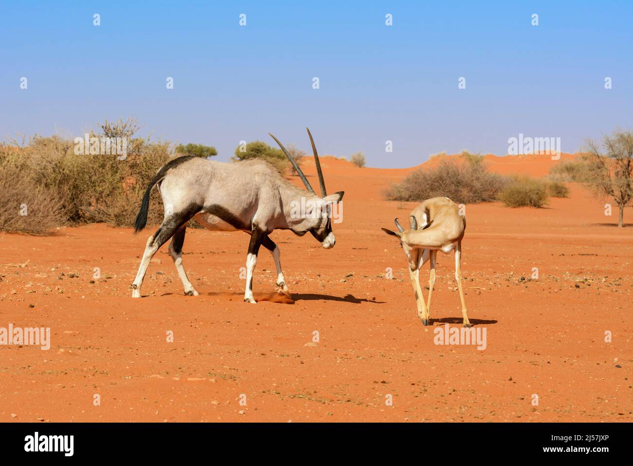 Un Oryx d'Afrique du Sud (Oryx gazella) et un antilope de printemps (Antidorcas marsupialis) marchant dans le désert de Kalahari, Namibie, Afrique du Sud-Ouest Banque D'Images
