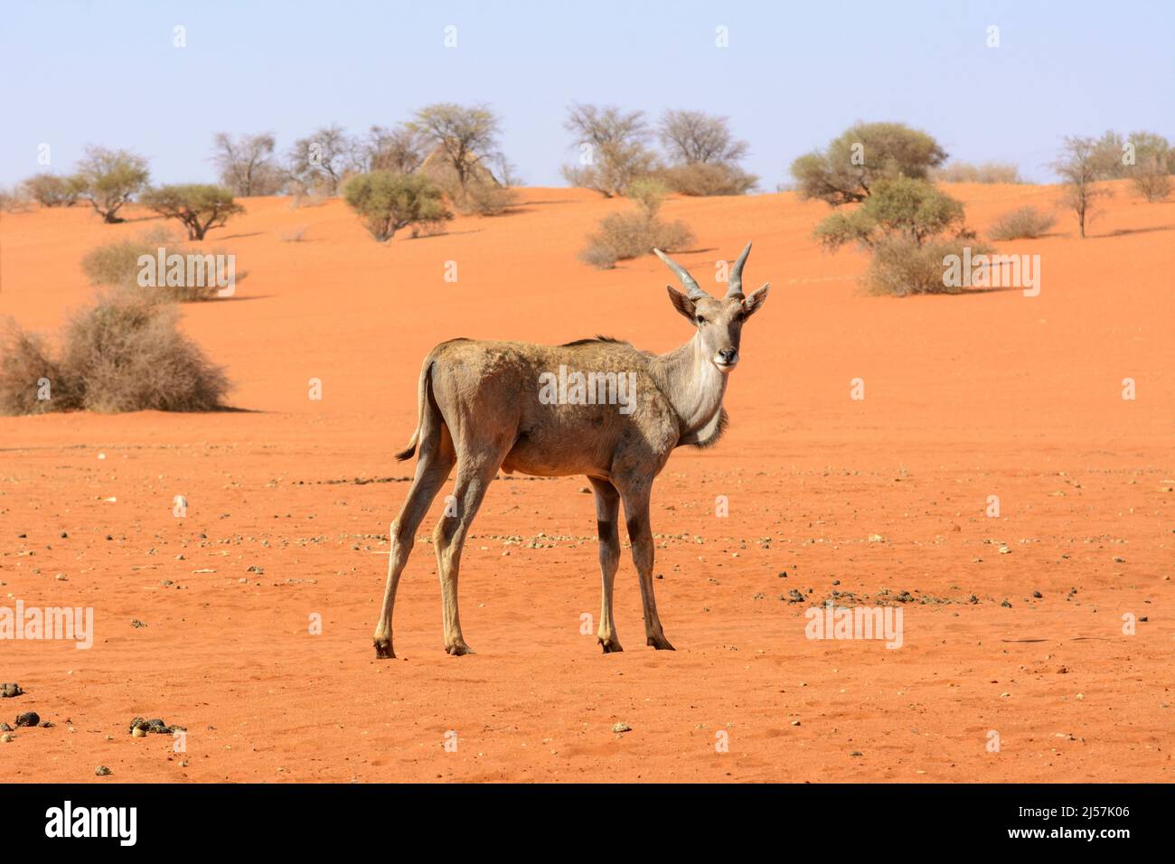 Une patrie commune (Taurotragus oryx) traversant les sables rouges du désert de Kalahari, Namibie, Afrique. C'est-à-dire l'antilope de la région du sud Banque D'Images