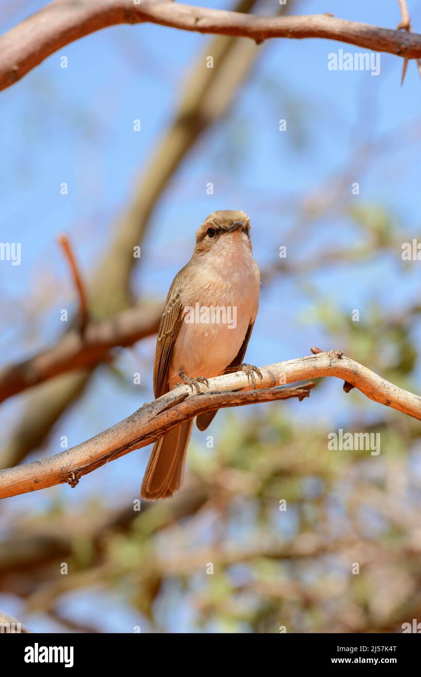 Moucherolle pâle (Melaenornis pallidus), un oiseau de passereau de la famille des Mousshiccapidés de l'ancien monde, trouvé en Namibie et en Afrique subsaharienne ... Banque D'Images