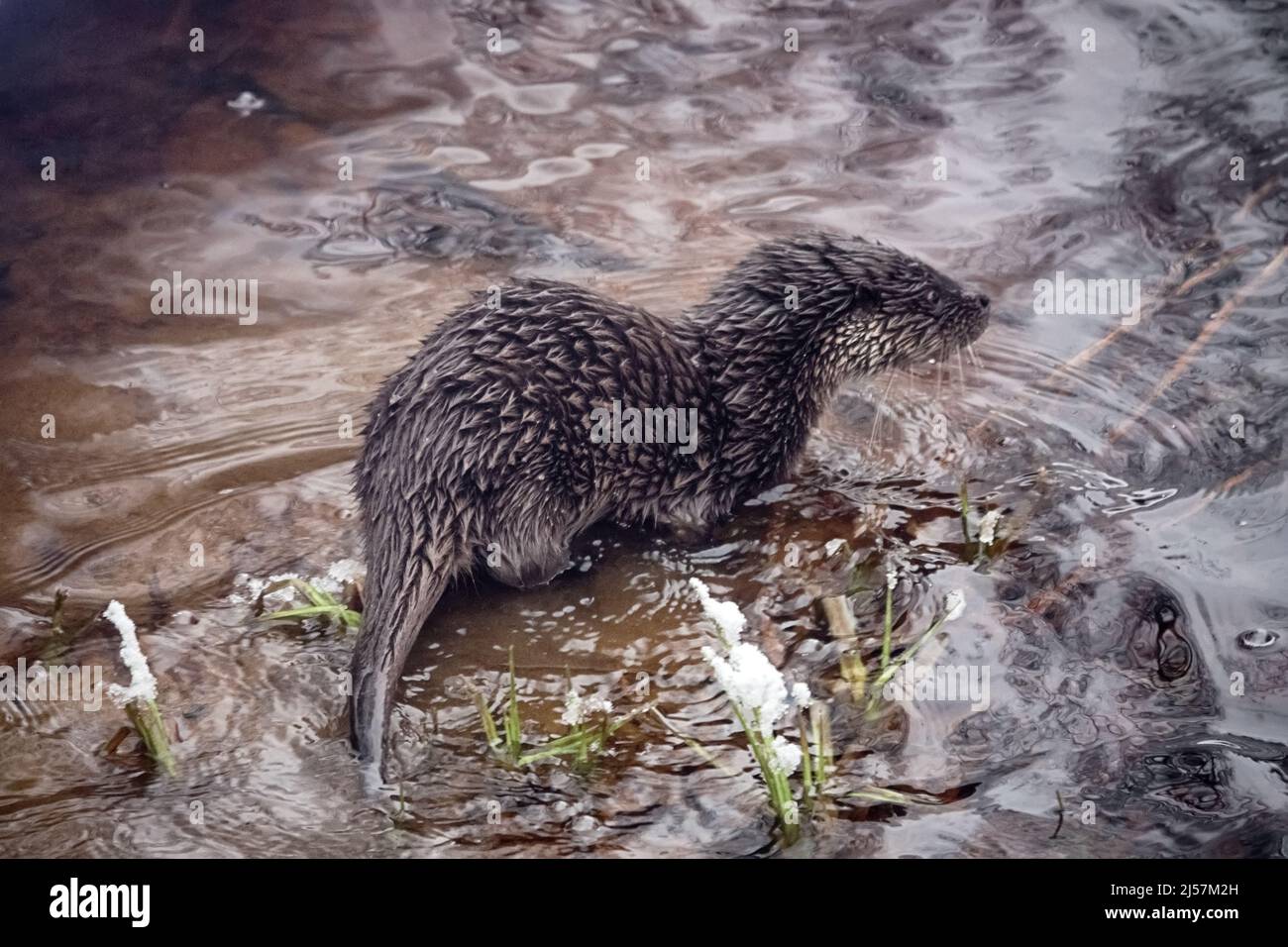 Jeune loutre (Lufra vulgaris) sur le gel de la rivière du nord. En hiver, les loutres quittent le territoire de leur père (5-6 mois). L'animal est en état de séaron Banque D'Images