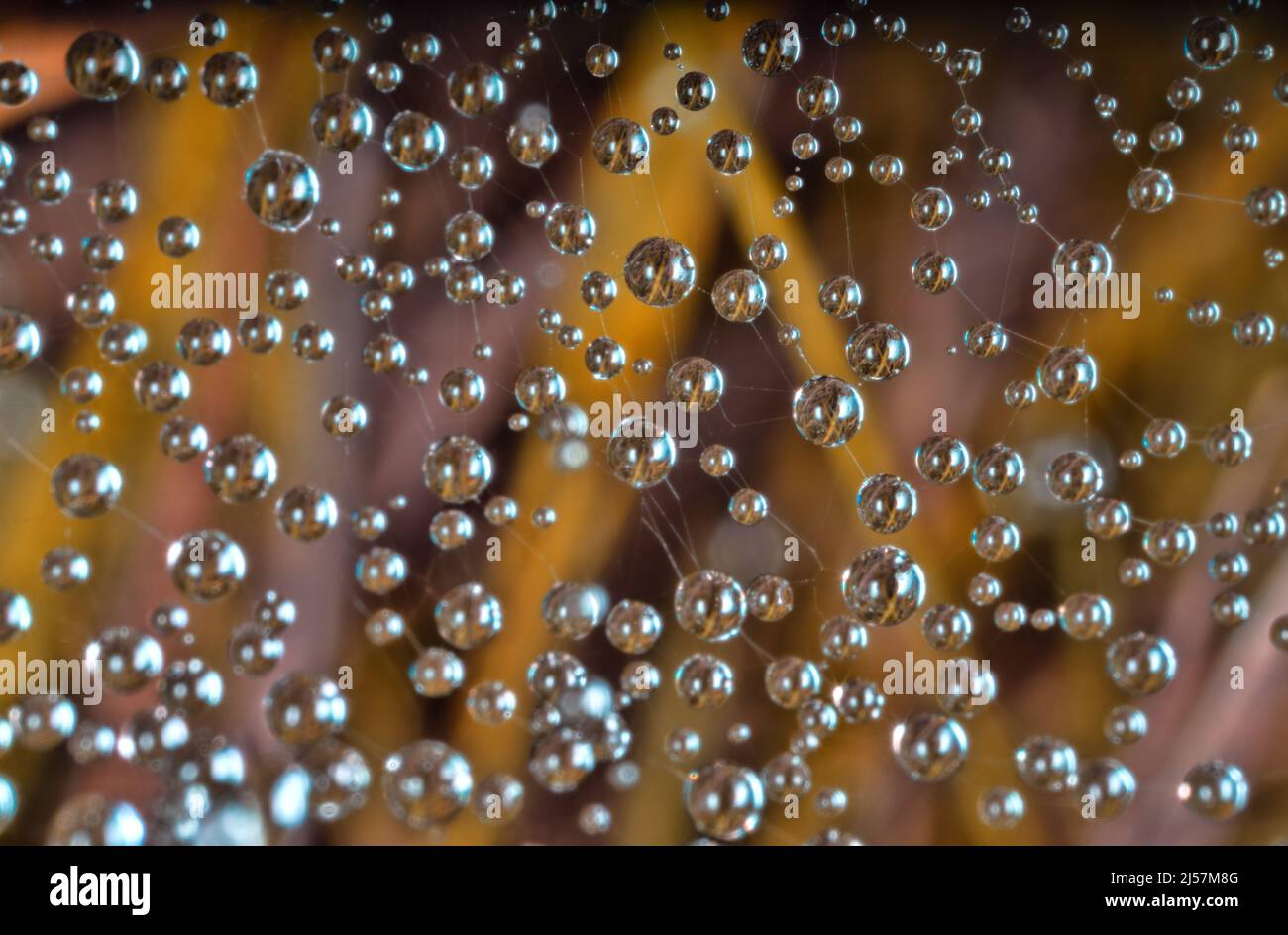 La beauté du microcosme. De minuscules perles de rosée sur le Web le plus fin créent un sentiment d'un monde précieux merveilleux (plus exquis que le Trésor fait par l'homme Banque D'Images