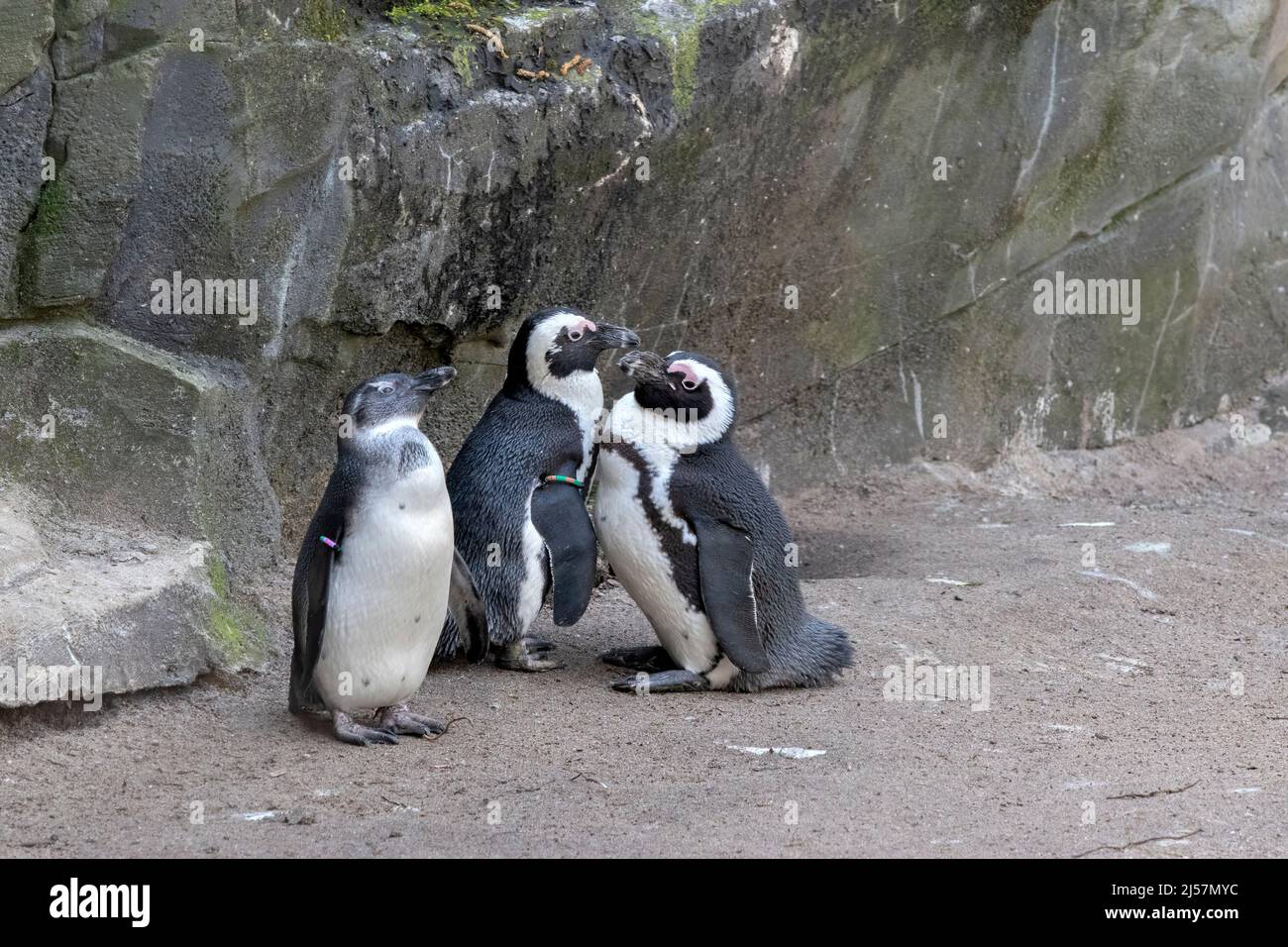 Jackass Penguins au zoo Artis d'Amsterdam, pays-Bas 11-4-2022 Banque D'Images