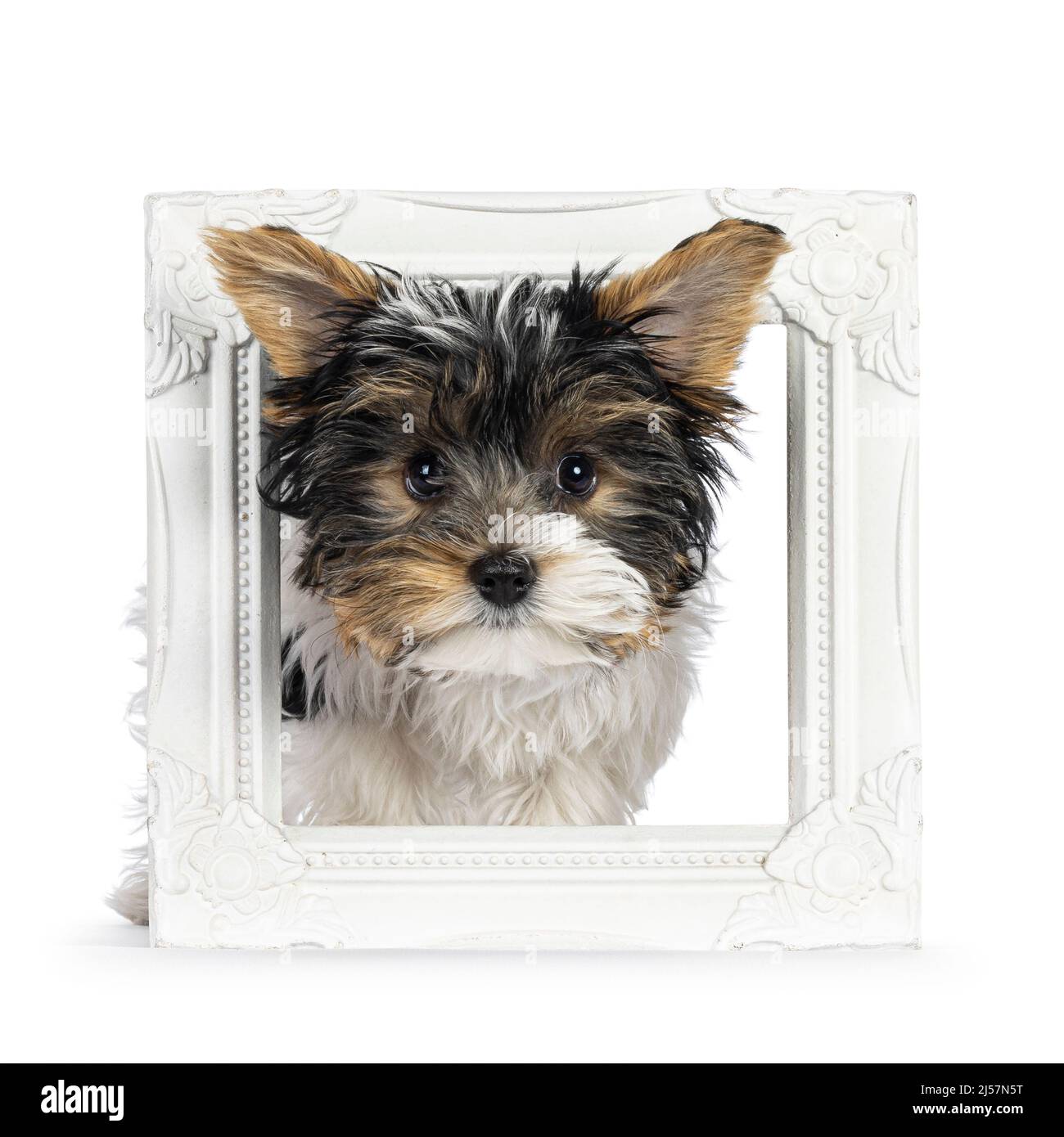 Adorable chiot de chien de Yorkshire Terrier, face à l'avant à travers un cadre photo blanc. En regardant vers l'appareil photo. Isolé sur un fond blanc. Banque D'Images