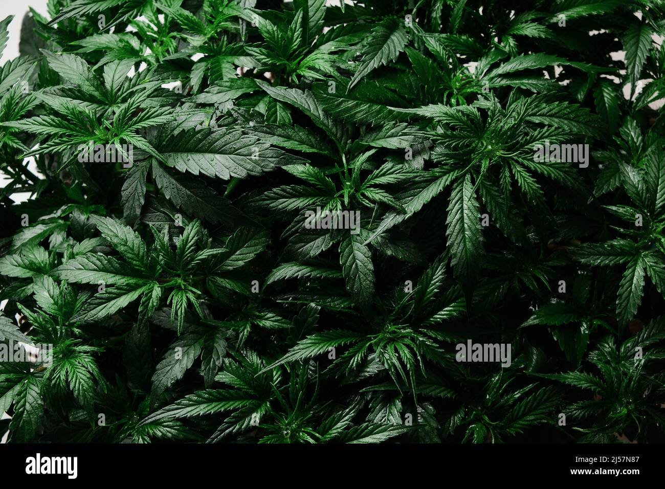 Cannabis CBD plante gros plan. Mise en page de feuilles de marijuana fraîches, fond de brousse en fleurs, vue de dessus, plat. Chanvre récréation, concept de légalisation. Banque D'Images