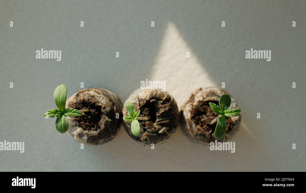 Gros plan sur les pousses de cannabis. Jeune plantule de marijuana fraîche. Croissance de la plante sur fond clair. Banque D'Images