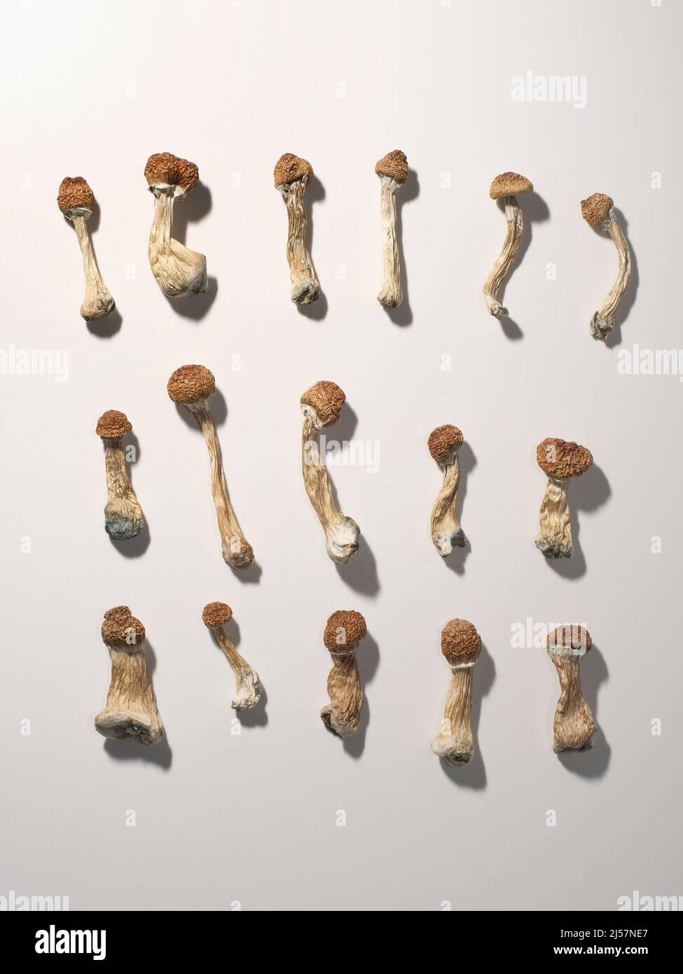 Plan journal de microdosage. Psilocybine séchée enseignant d'or, motif sur fond blanc. Psilocybe Cubensis, vue de dessus, fl Banque D'Images