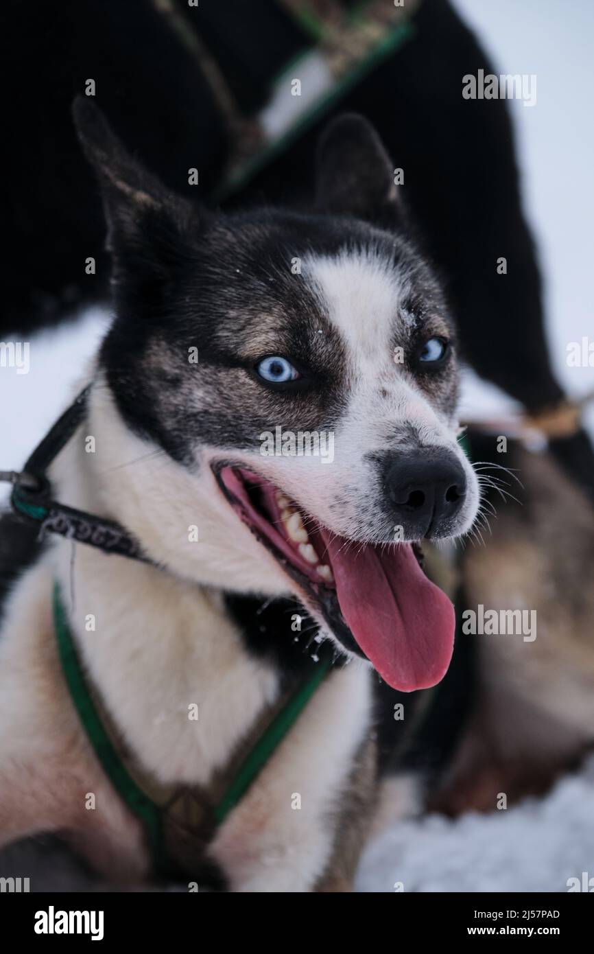 Le husky d'Alaska noir et blanc est couché sur la neige dans le harnais et attend le début de la course. Race septentrionale de chiens de traîneau, forts et durs. Bleu vif Banque D'Images