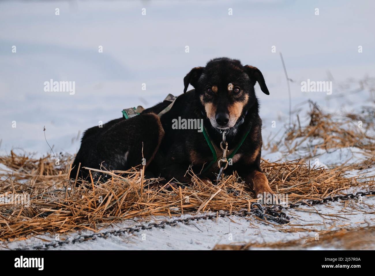 Le chien noir et rouge est allongé sur du foin sec et gagne de l'énergie pour une course rapide à travers le pays. La race de chiens de traîneau du Nord, Alaska Husky, est enchaînée à la viande Banque D'Images