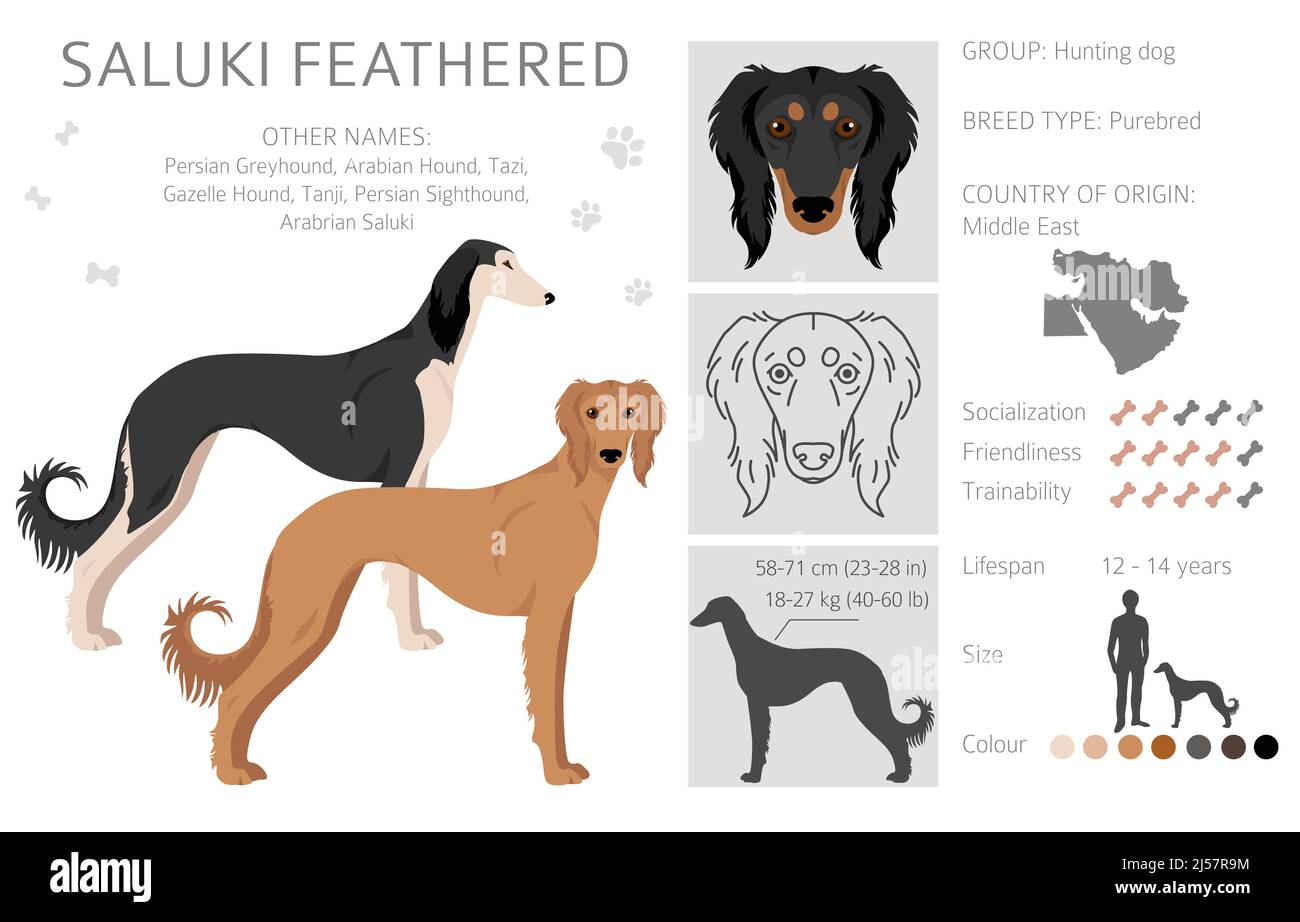 Falaise à plumes Saluki. Différentes poses, ensemble de couleurs de pelage. Illustration vectorielle Illustration de Vecteur