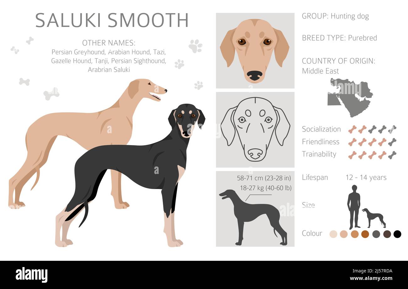 Pièce à revêtement lisse Saluki. Différentes poses, ensemble de couleurs de pelage. Illustration vectorielle Illustration de Vecteur