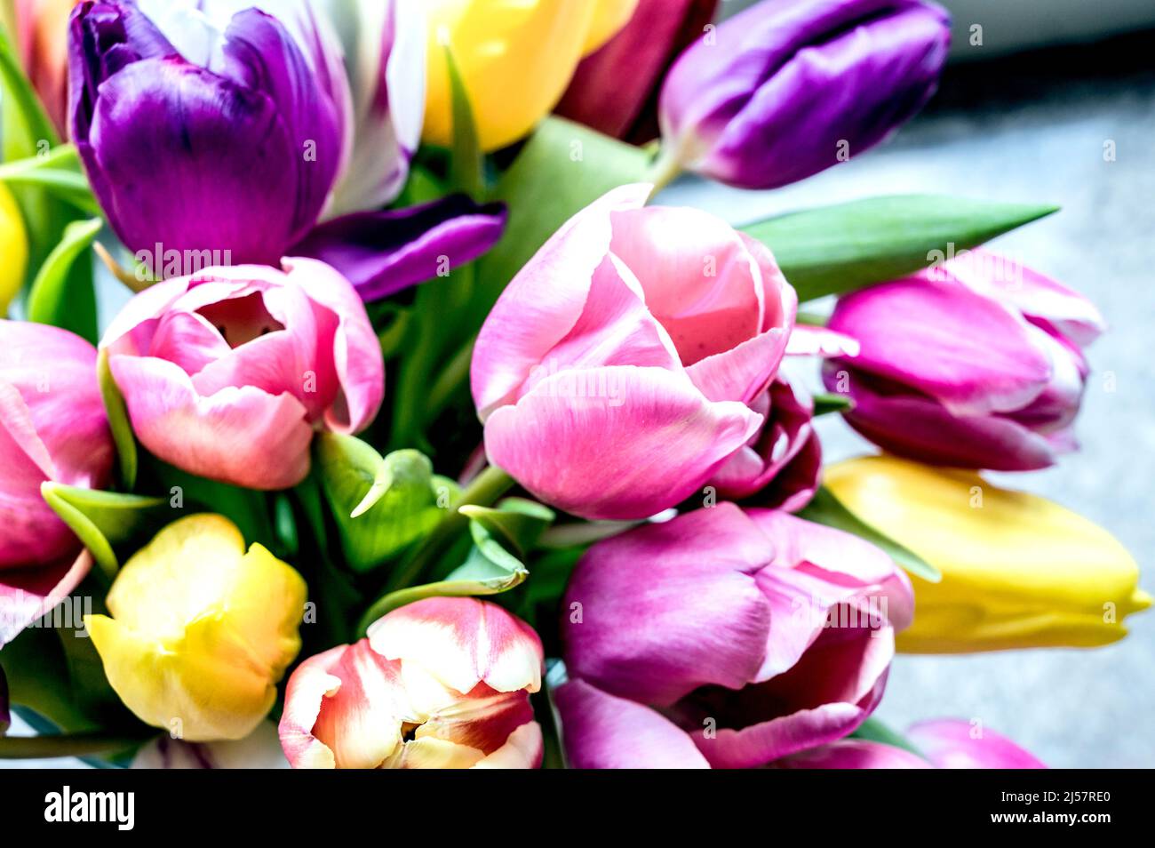 Bouquet coloré de tulipes; bec Tulpenstrauß Banque D'Images