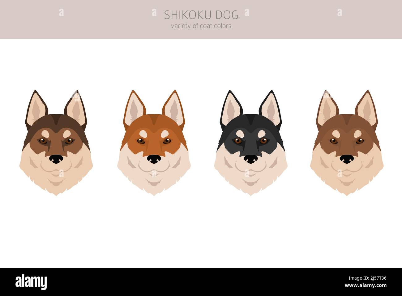 Couleurs de pelage de chien Shikoku, différentes poses clipart. Illustration vectorielle Illustration de Vecteur