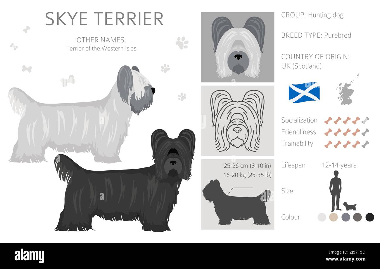 Couleurs de manteau de terrier de Skye, différentes poses clipart. Illustration vectorielle Illustration de Vecteur