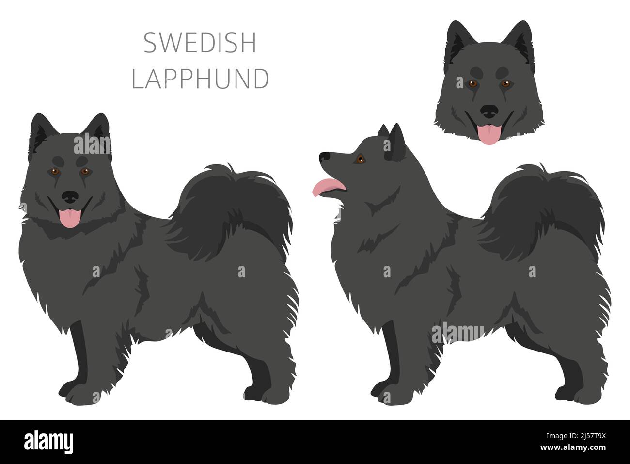 Couleurs de manteau suédois de Lapphund, différentes poses clipart. Illustration vectorielle Illustration de Vecteur