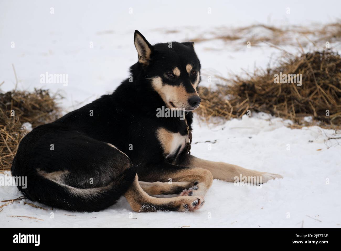 La race de chiens de traîneau du nord est un chien d'Alaska fort énergique et robuste. Le chien noir au brun rouge sur son museau et ses pattes se trouve dans la neige en hiver et se prépare Banque D'Images