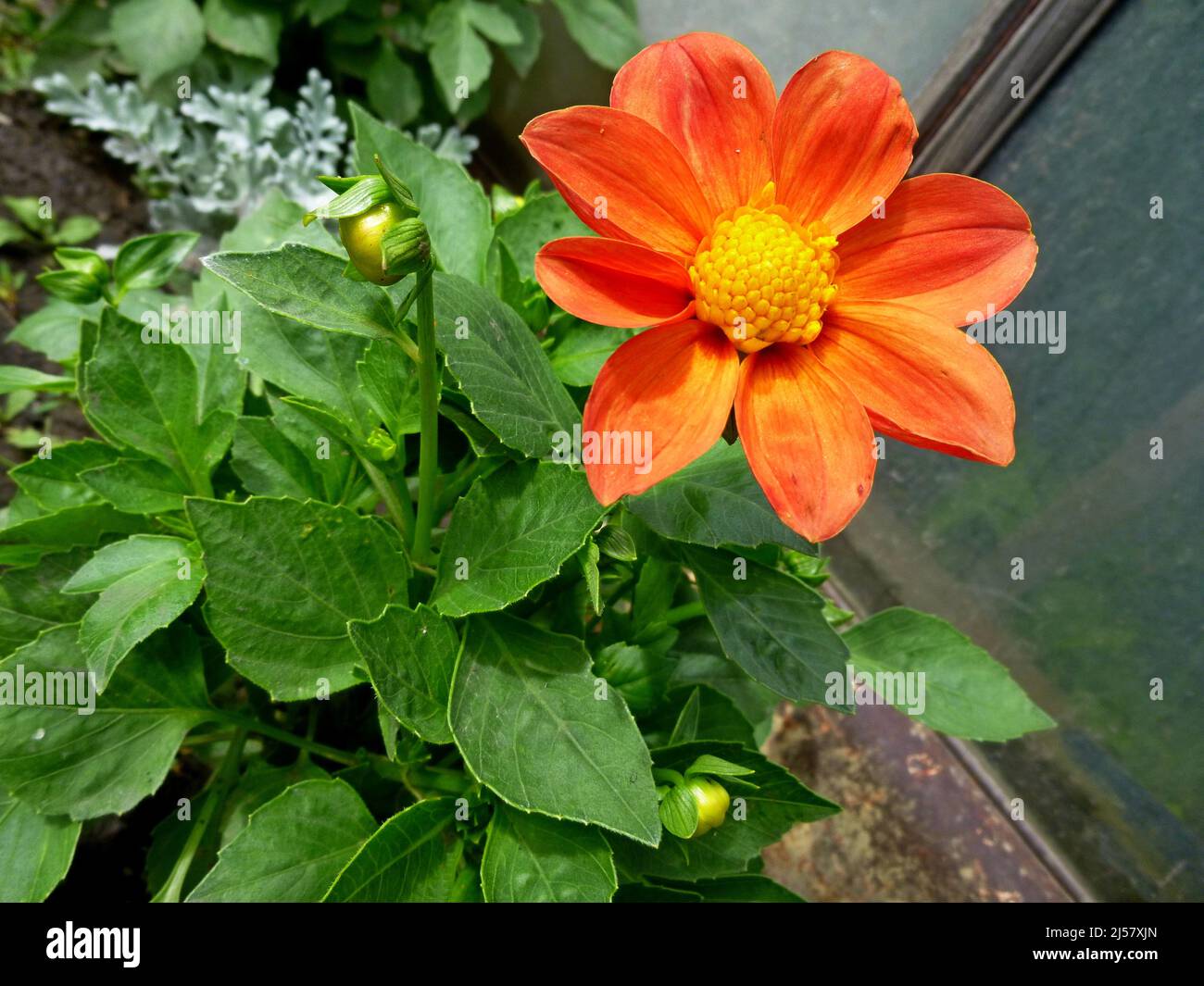 La fleur de dahlia rouge pousse dans un jardin par une journée ensoleillée d'été Banque D'Images