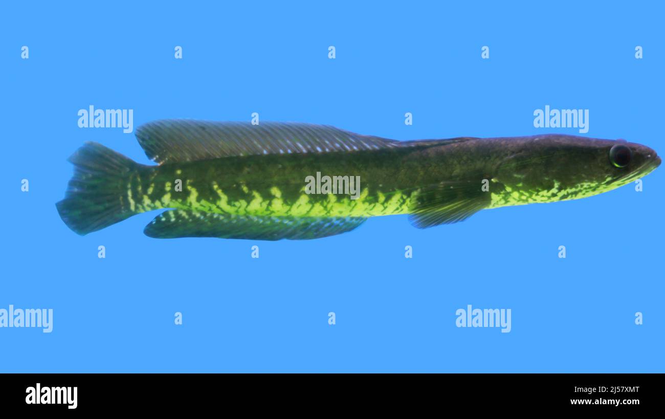 Tête de serpent poisson de l'aquarium de Murrel Fish Banque D'Images