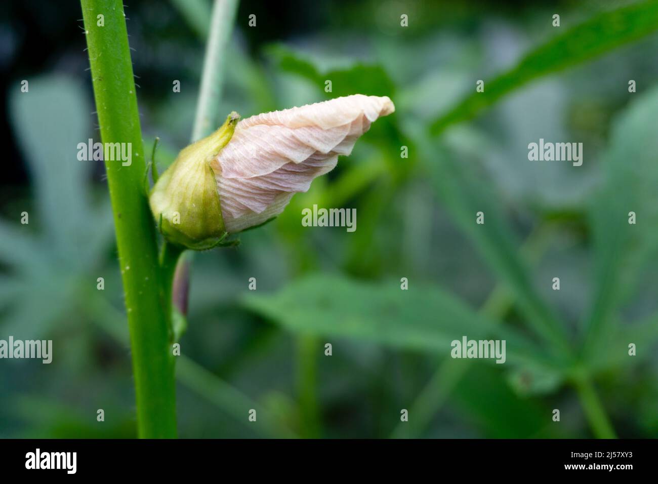 Un gros plan d'Okra (Abelmoschus esculentusflower) qui fleurit dans le jardin indien. Les fleurs d'okra fleurissent généralement moins d'un jour avant de tomber de Banque D'Images