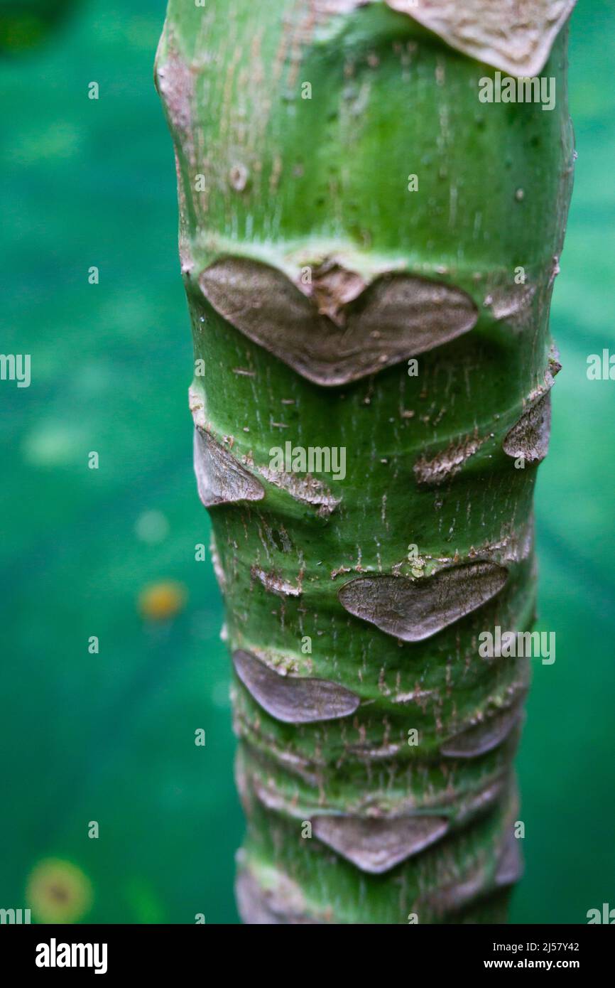 Gros plan sur le tronc de l'arbre de papaye. La plante papaye est considérée comme un arbre, bien que sa paume comme tronc, n'est pas aussi boisé . Banque D'Images