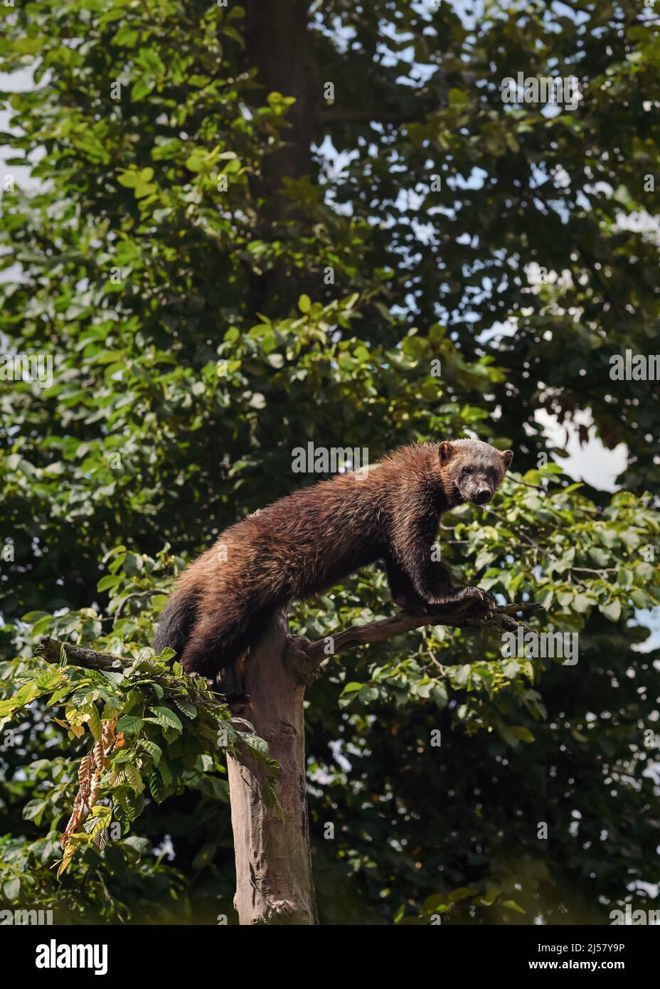 Wolverine aka wolverene - Gulo gulo - reposant sur un arbre sec, brouillé arrière-plan de la forêt. Banque D'Images