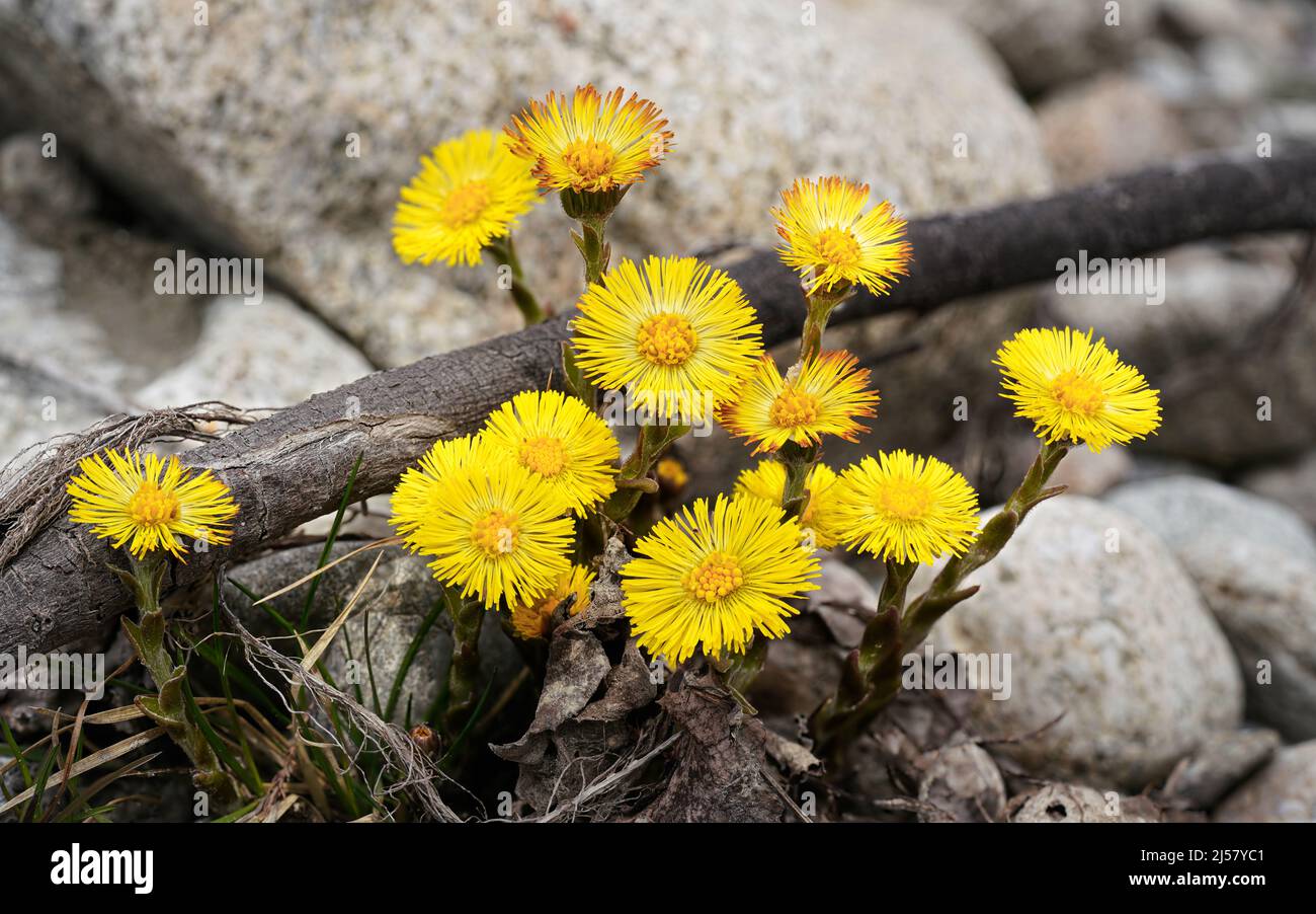 Groupe de petits pieds de coltsfoot jaune vif - Tussilago farfara - fleurs poussant près de roches rondes blanches, gros plan macro détail. Banque D'Images