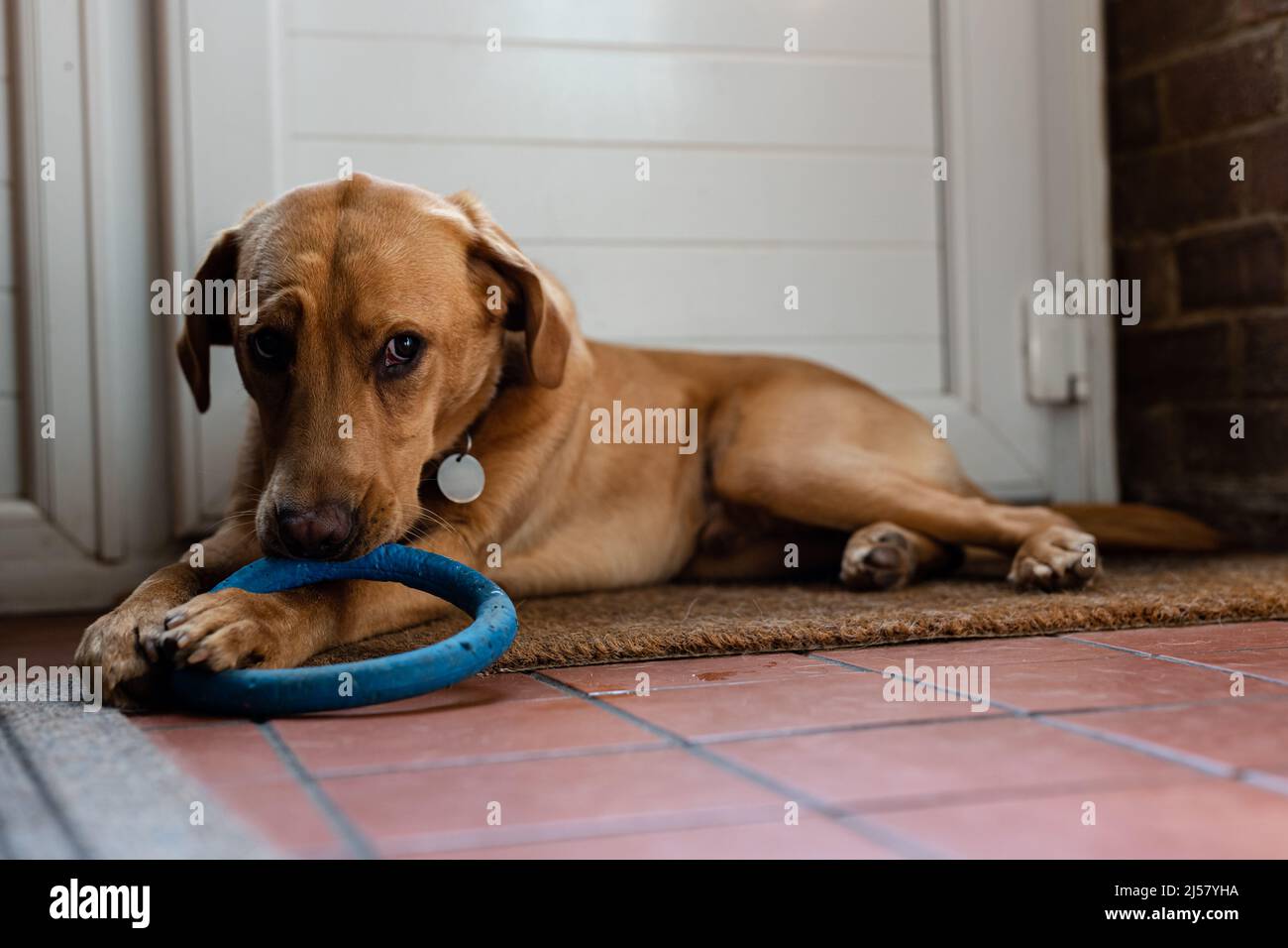 Un chiot du Labrador mâchant sur un jouet à mâcher en caoutchouc pour aider à soulager la douleur des dents et le garder stimulé et divertit Banque D'Images