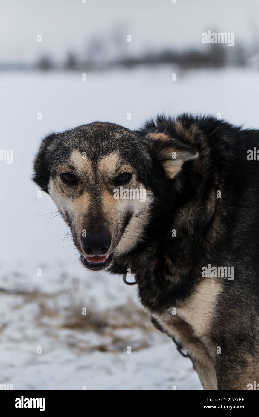 Un jeune gris à poil dur demi-race. Portrait du chien de traîneau du nord Husky d'Alaska en hiver dehors dans la neige. Banque D'Images