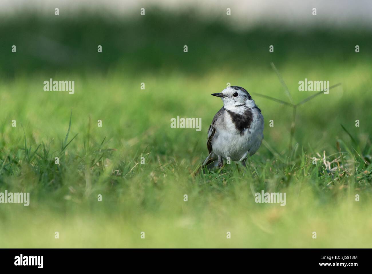 Queue de cheval blanche (Motacilla alba) dans l'herbe Banque D'Images