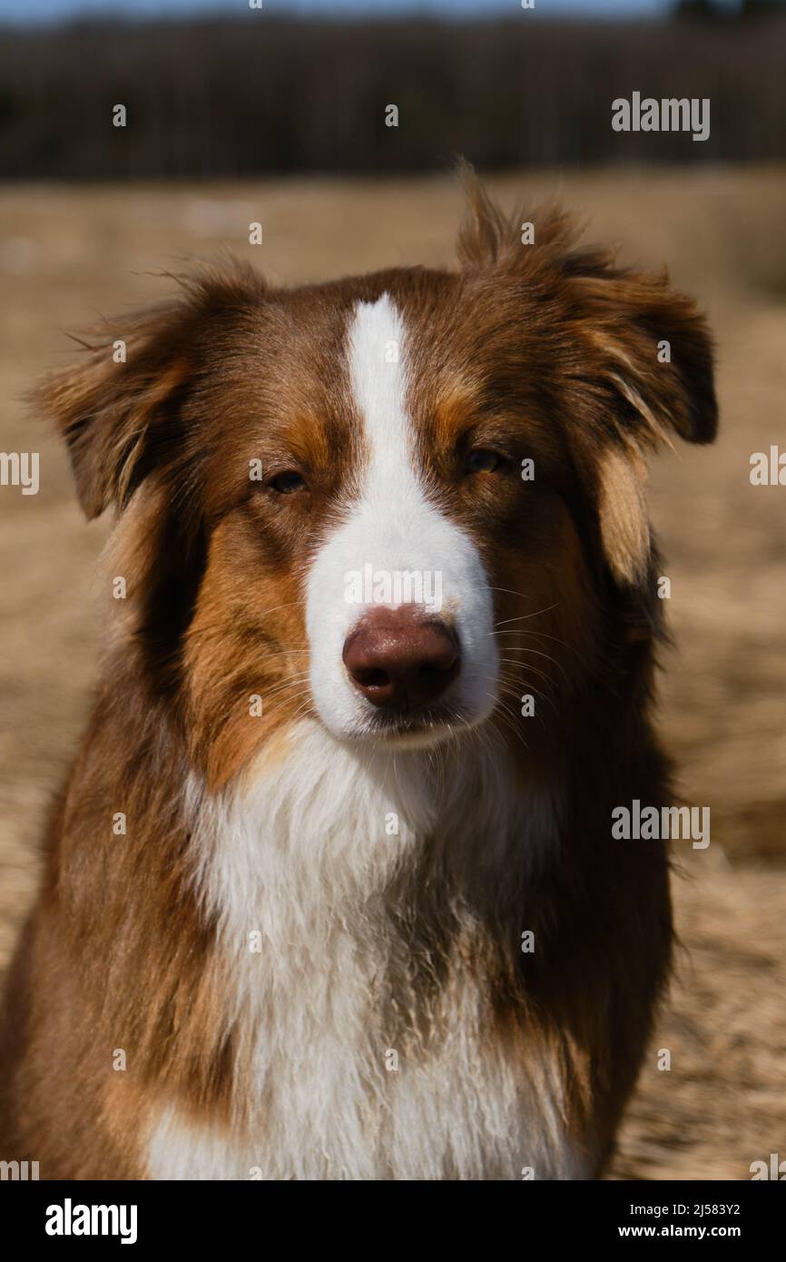 Portrait du magnifique chiot Berger australien en gros plan. Le chien  australien est tricolore rouge avec des oreilles rigoles déchiqueuses, un  nez de chocolat et une bande blanche sur son He Photo
