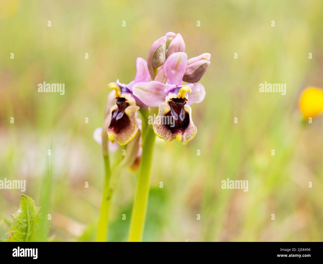 Spinnenragwurz (Ophrys aranifera) im Bluetenstand, Extremadura Spanien Banque D'Images