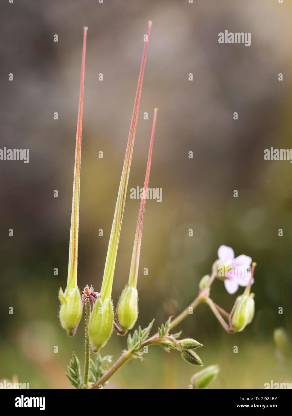 Storchenschnabel (Geranium malviflorum) Samenkabsel und Blute, Extremadura, Espagnol Banque D'Images