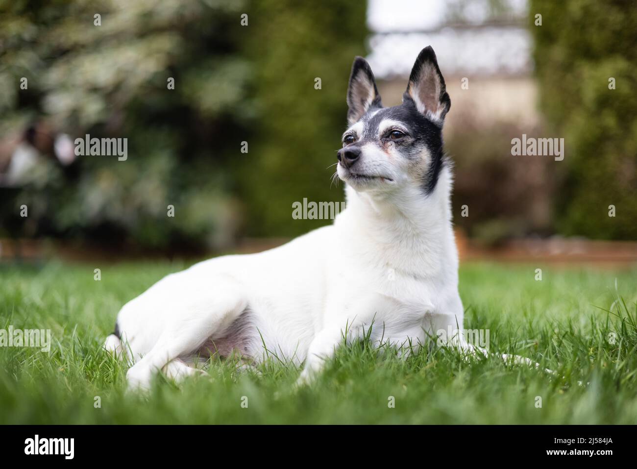 Jouet Fox Terrier chien jouant sur l'herbe à l'extérieur. Banque D'Images