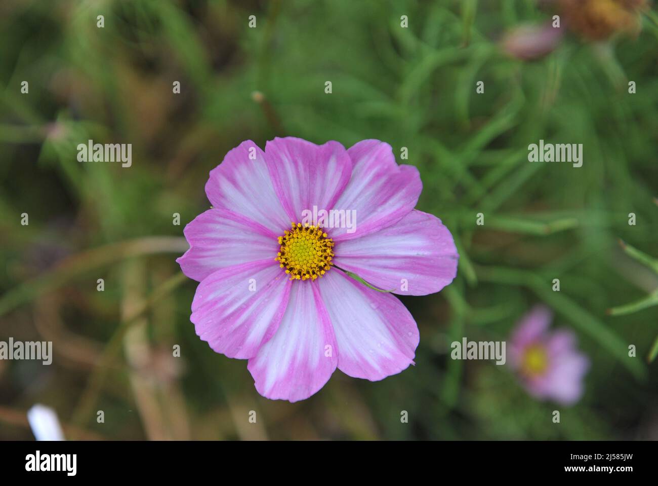 Blanc aux bords roses cosmétique (Cosmos bipinnatus) le Picotee fleurit dans un jardin en septembre Banque D'Images