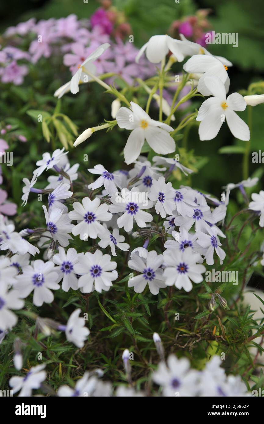 Blanc avec une mousse bleue d'oeil phlox (Phlox subulata) la Bavière fleurissent dans un jardin en avril Banque D'Images