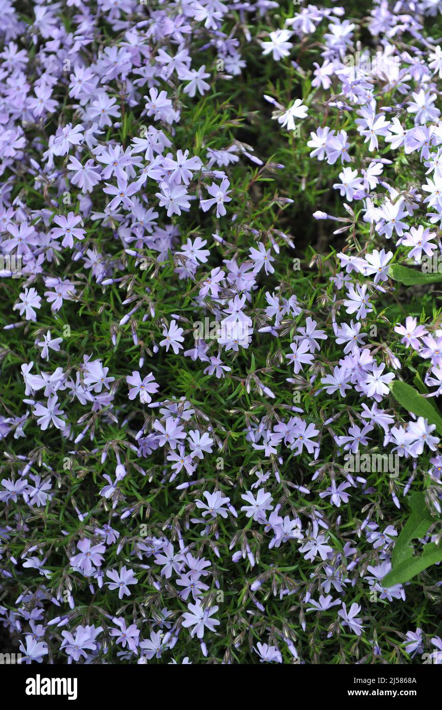 Bleu clair mousse phlox (Phlox susususulata) Émeraude coussin fleur bleue dans un jardin en mai Banque D'Images