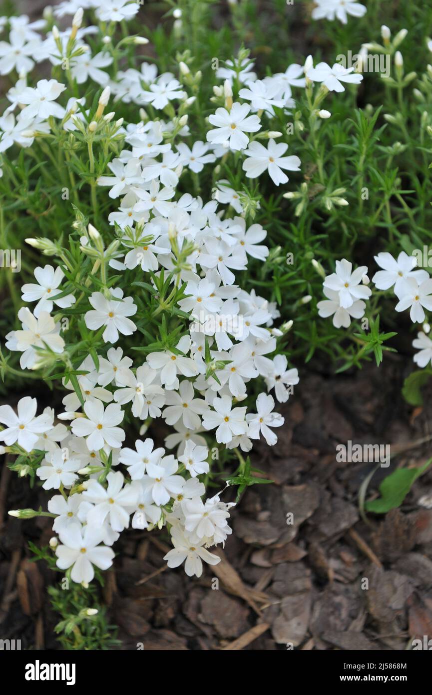 Le phlox de mousse blanche (Phlox subulata) Maischnee fleurit dans un jardin en mai Banque D'Images