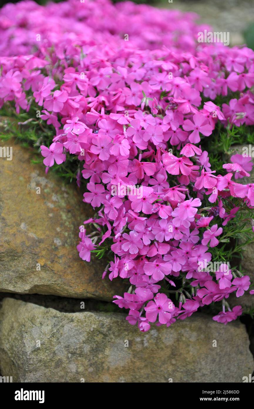 Phlox de mousse rose (Phlox subulata) le coussin de McDaniel fleurit dans un jardin en mai Banque D'Images
