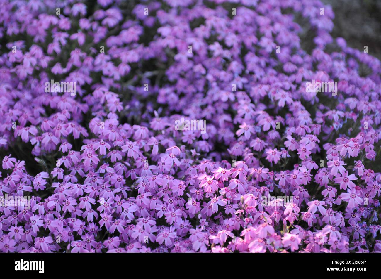 Le phlox de la mousse rose (Phlox subulata) Zwergenteppich fleurit dans un jardin en mai Banque D'Images