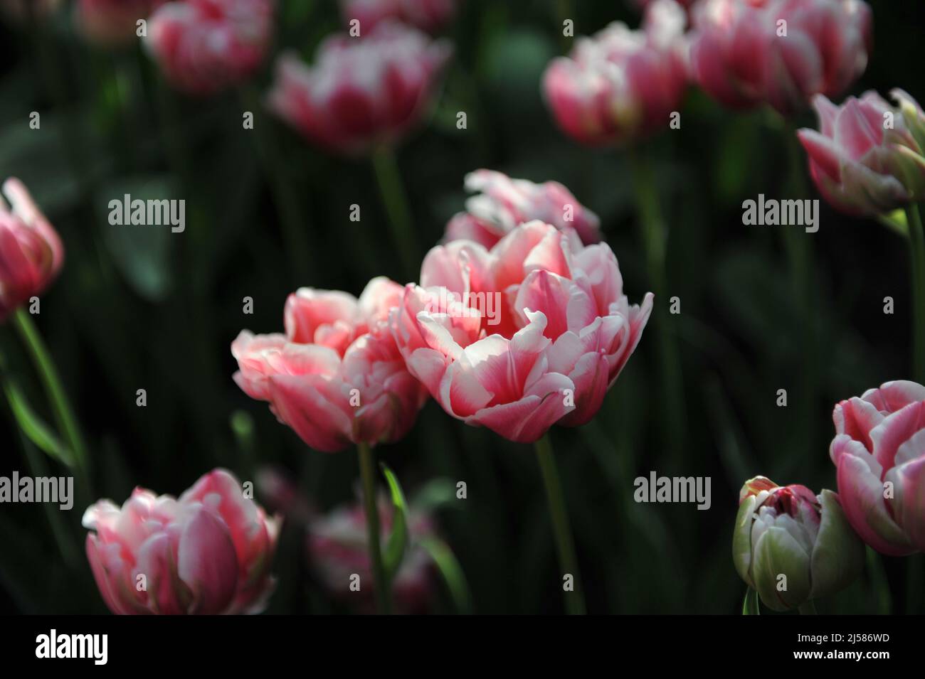 Fleurs de pivoines roses et blanches Double tulipes précoces (Tulipa) Fantasy Lady Bloom dans un jardin en mars Banque D'Images