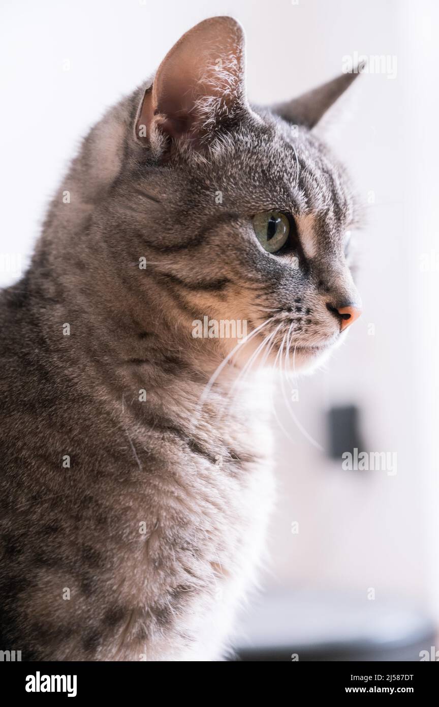 Portrait von einer Katze (europaeische Kurzhaar Katze) mit grauem fell und gruenen Augen, Hanovre, Niedersachsen, Allemagne Banque D'Images
